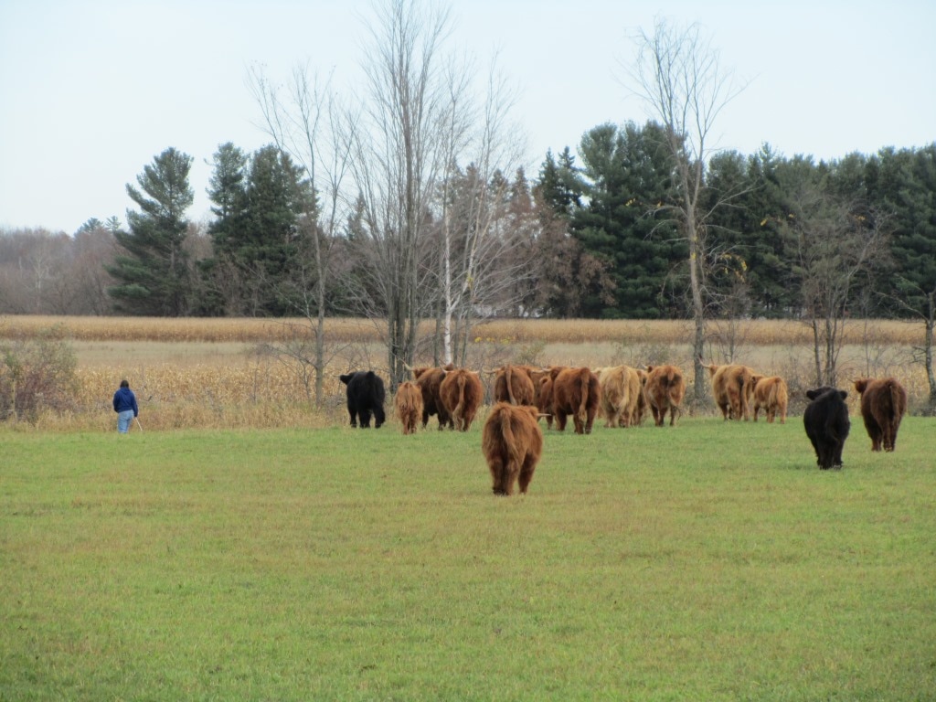 WI Windemere Farm - North Central Highland Cattle Association